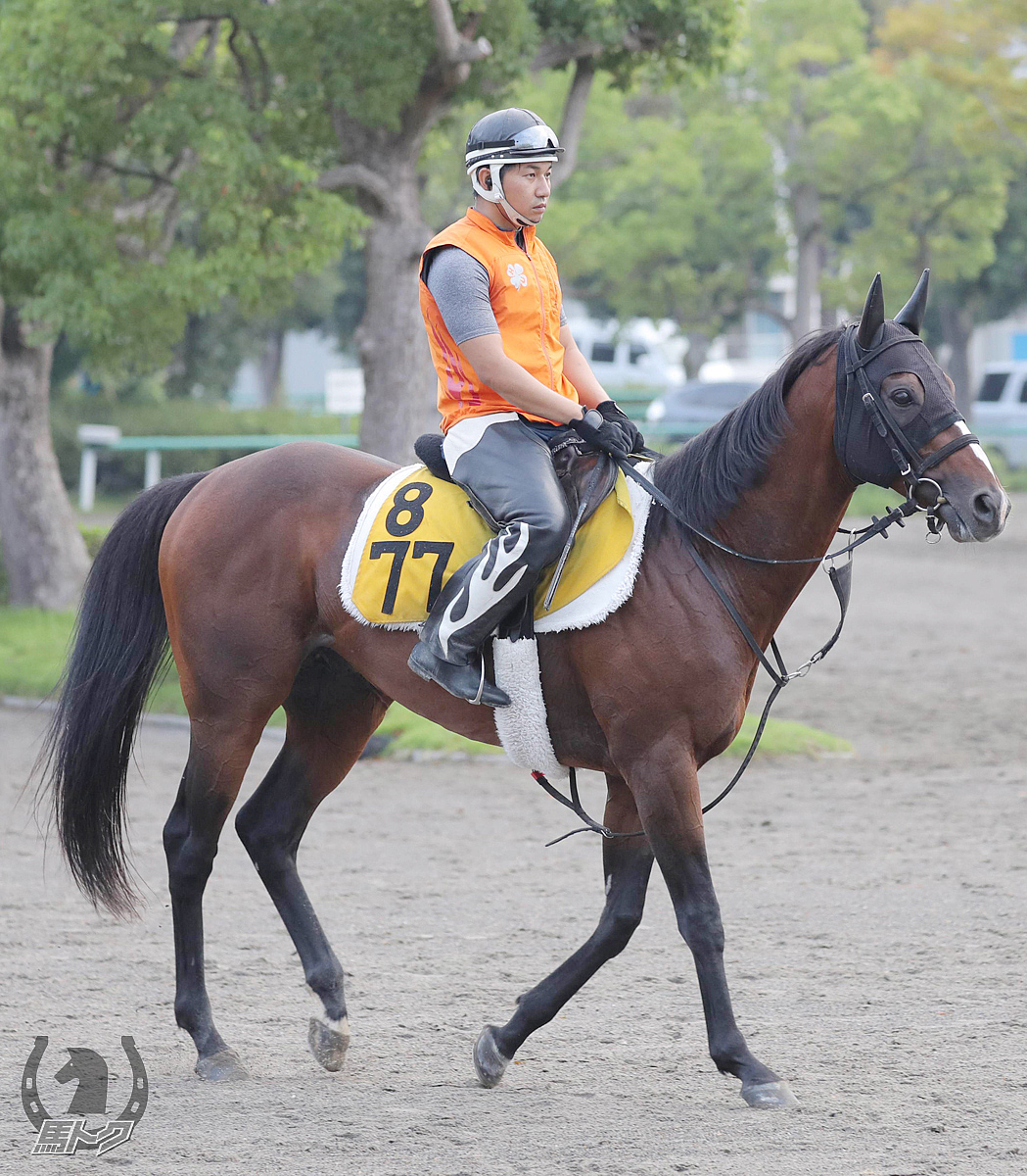 ショウナンバッハの馬体写真