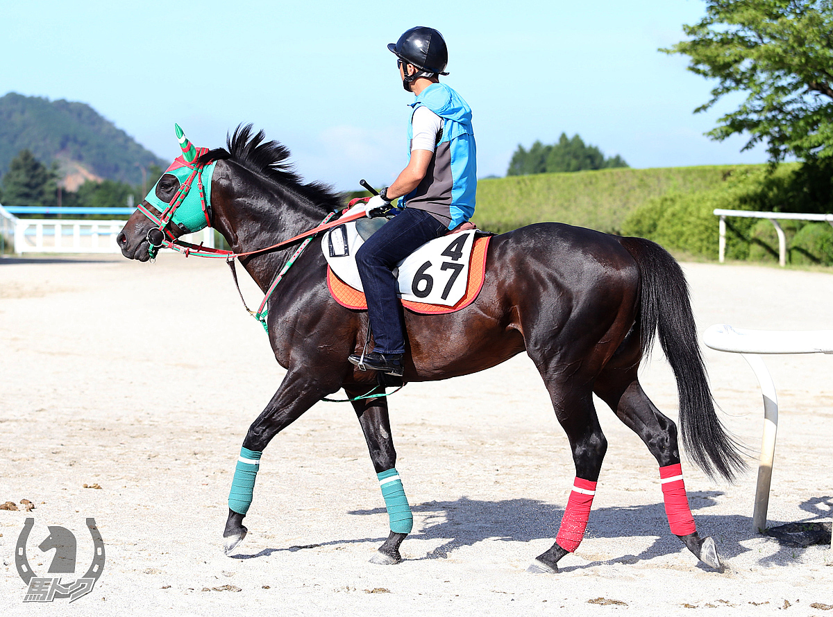 オールマンリバーの馬体写真