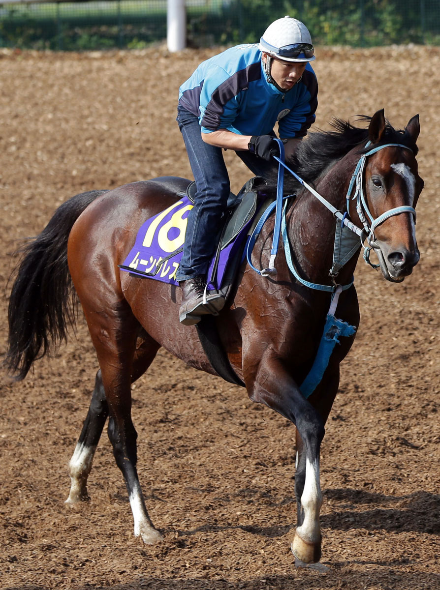 ムーンクレストの馬体写真