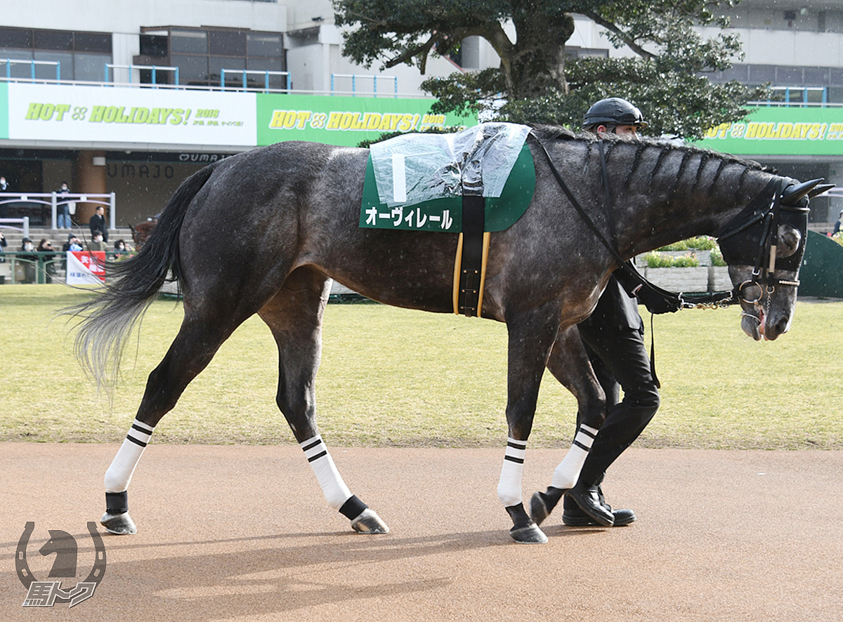 オーヴィレールの馬体写真