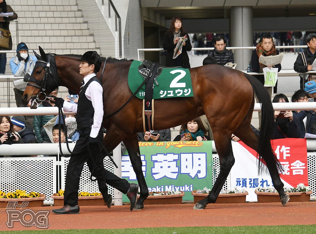 シュウジの馬体写真