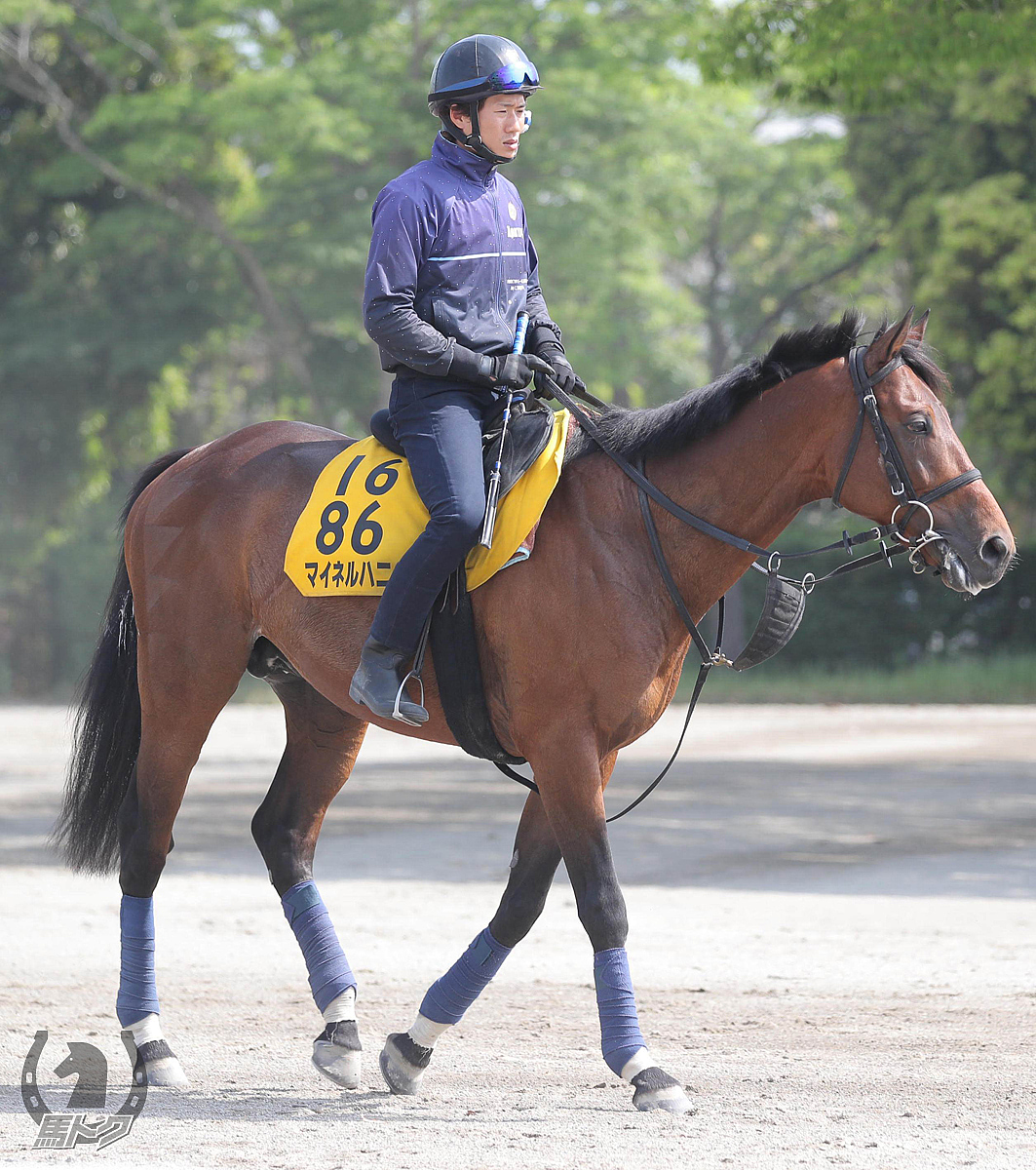 マイネルハニーの馬体写真