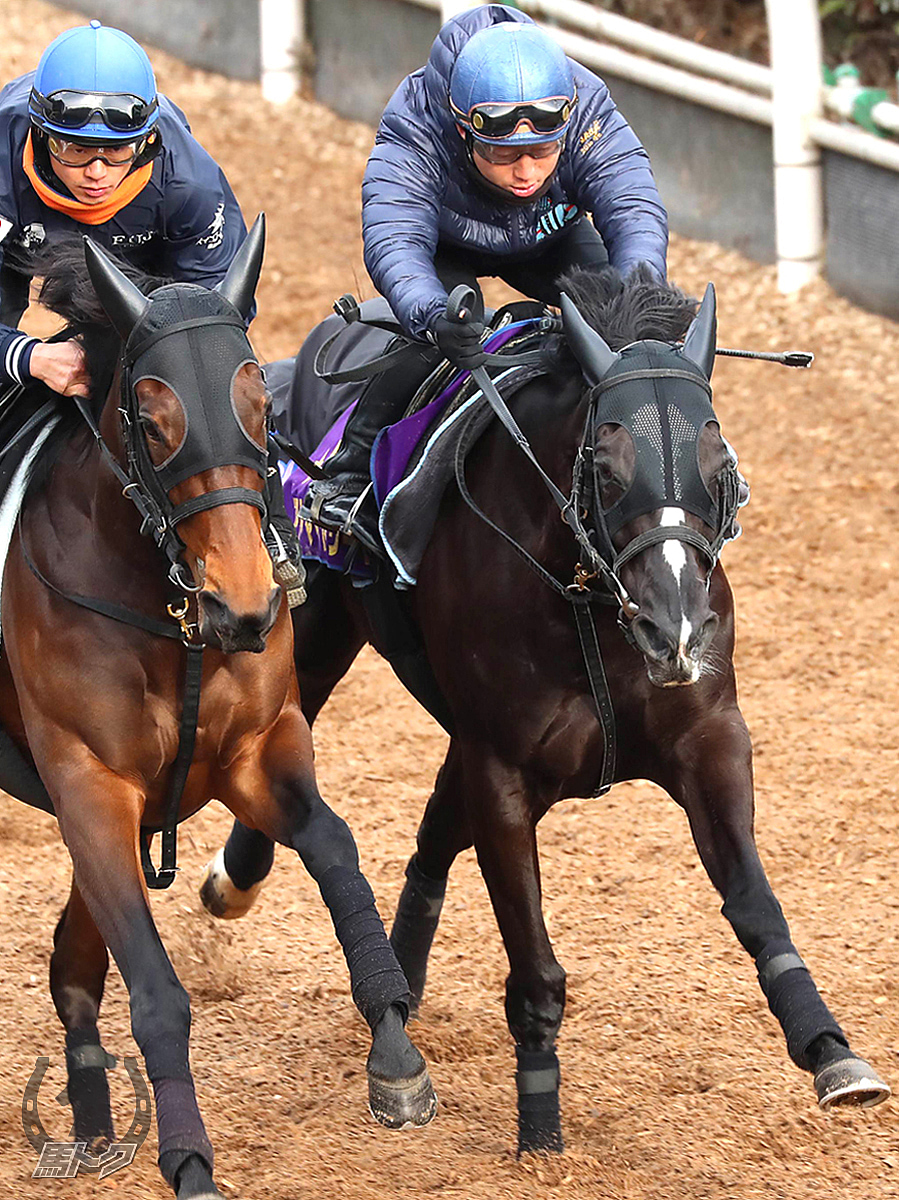 アドマイヤリードの馬体写真