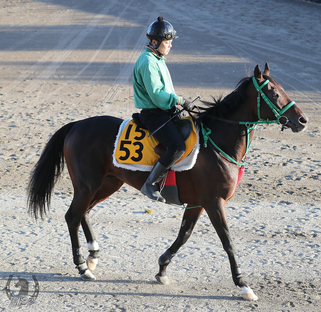 プレシャスブルーの馬体写真