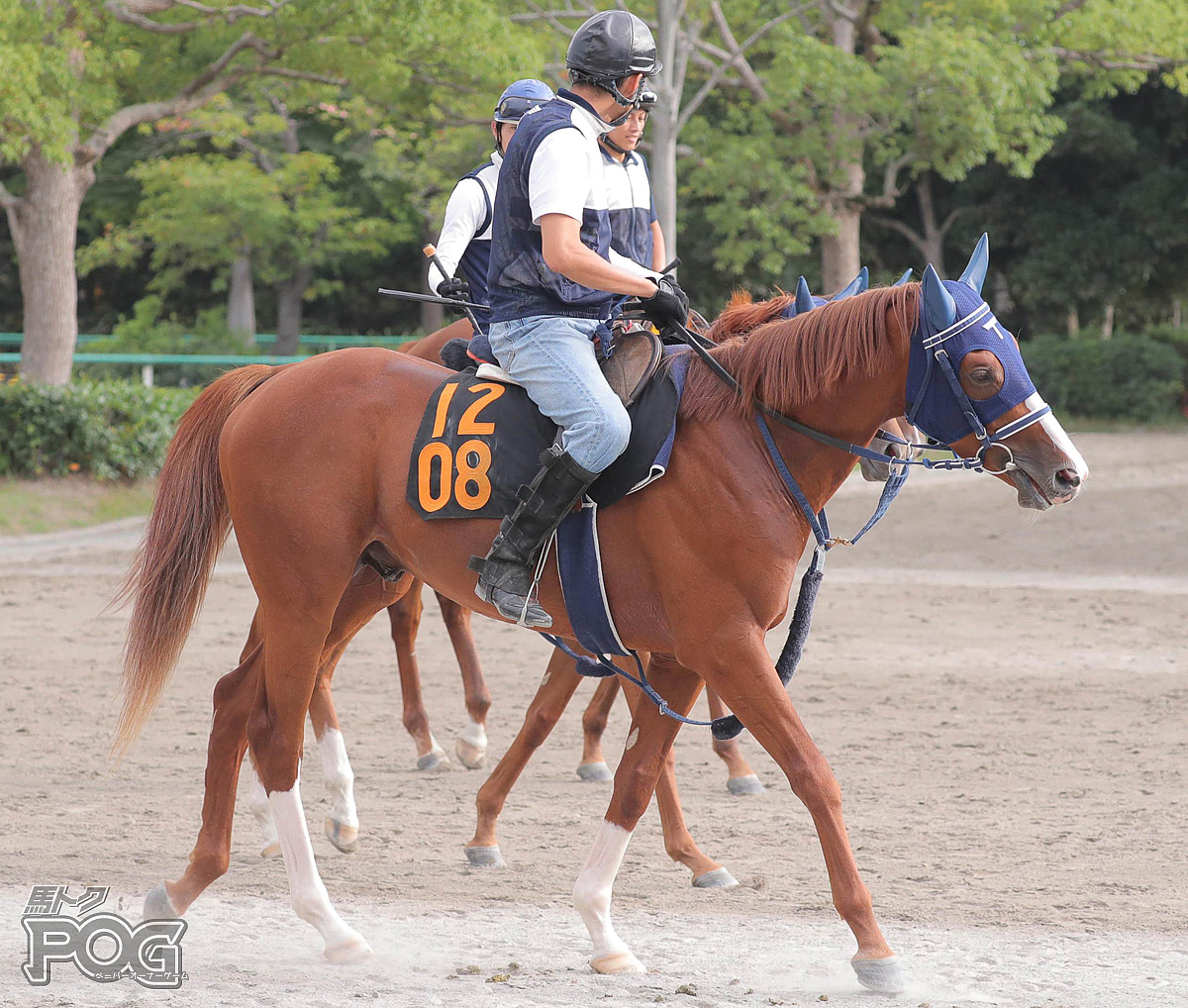 マイネルスフェーンの馬体写真