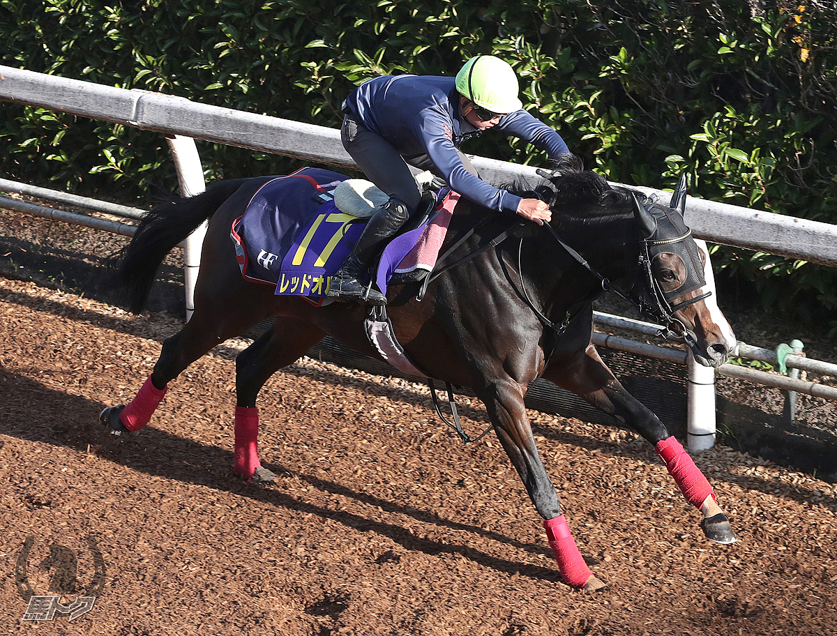 レッドオルガの馬体写真