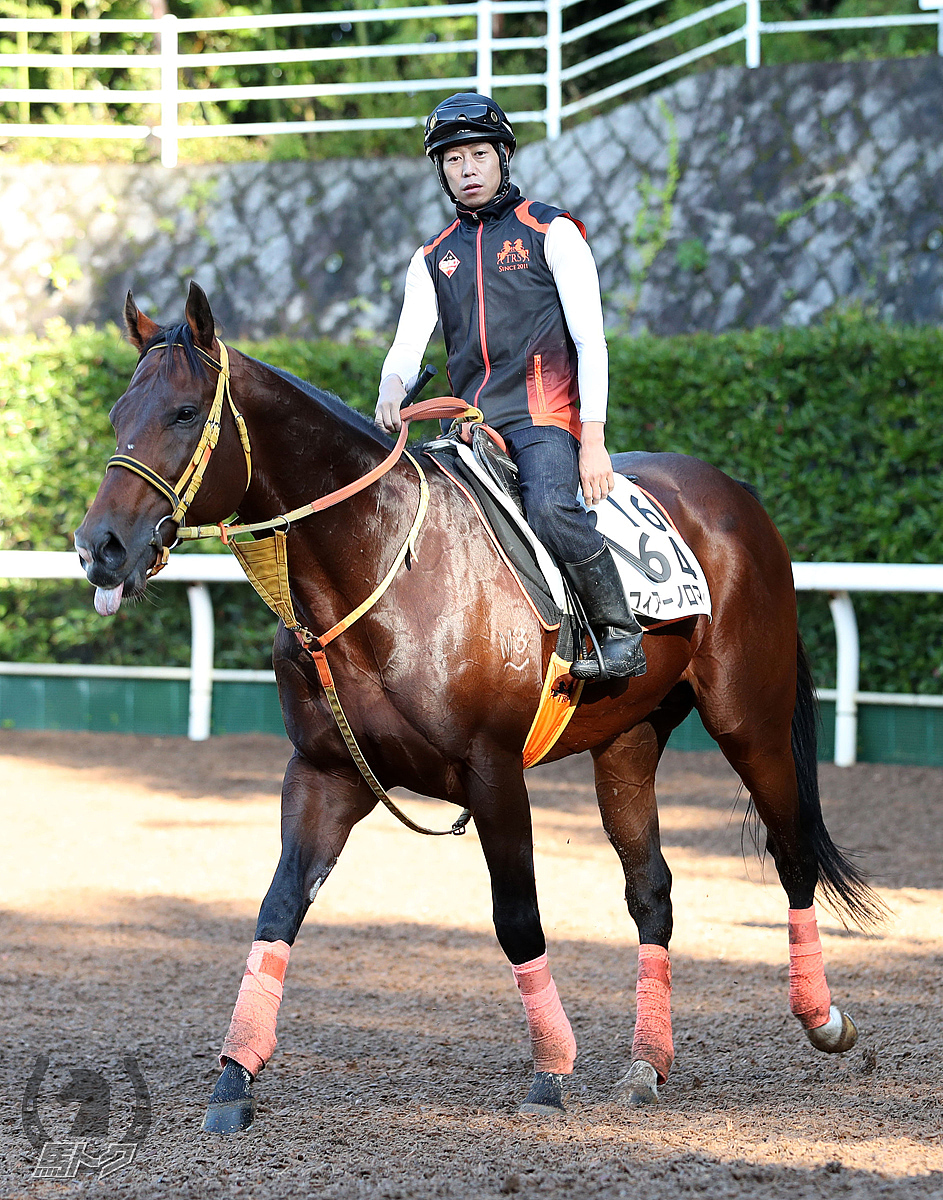 フィアーノロマーノの馬体写真