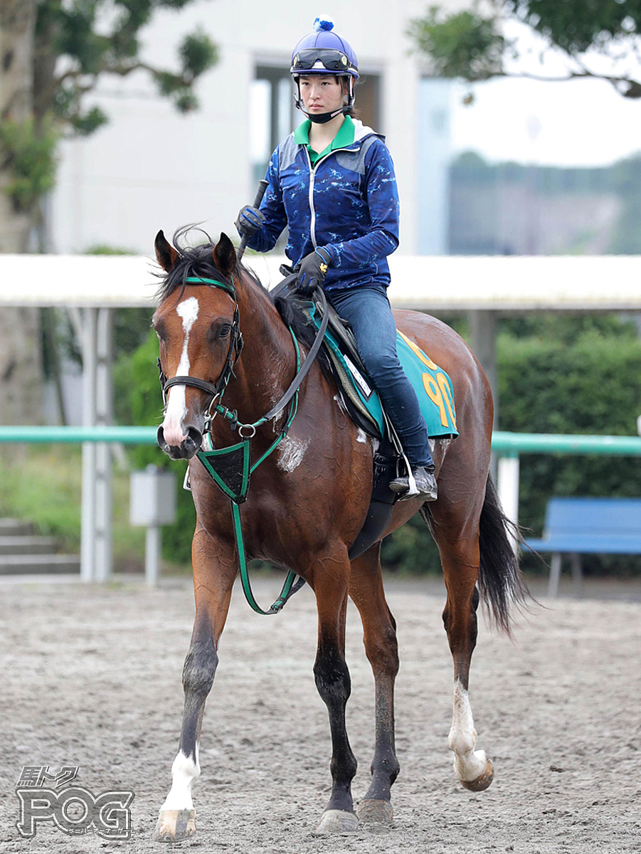 ポイズンピルの馬体写真