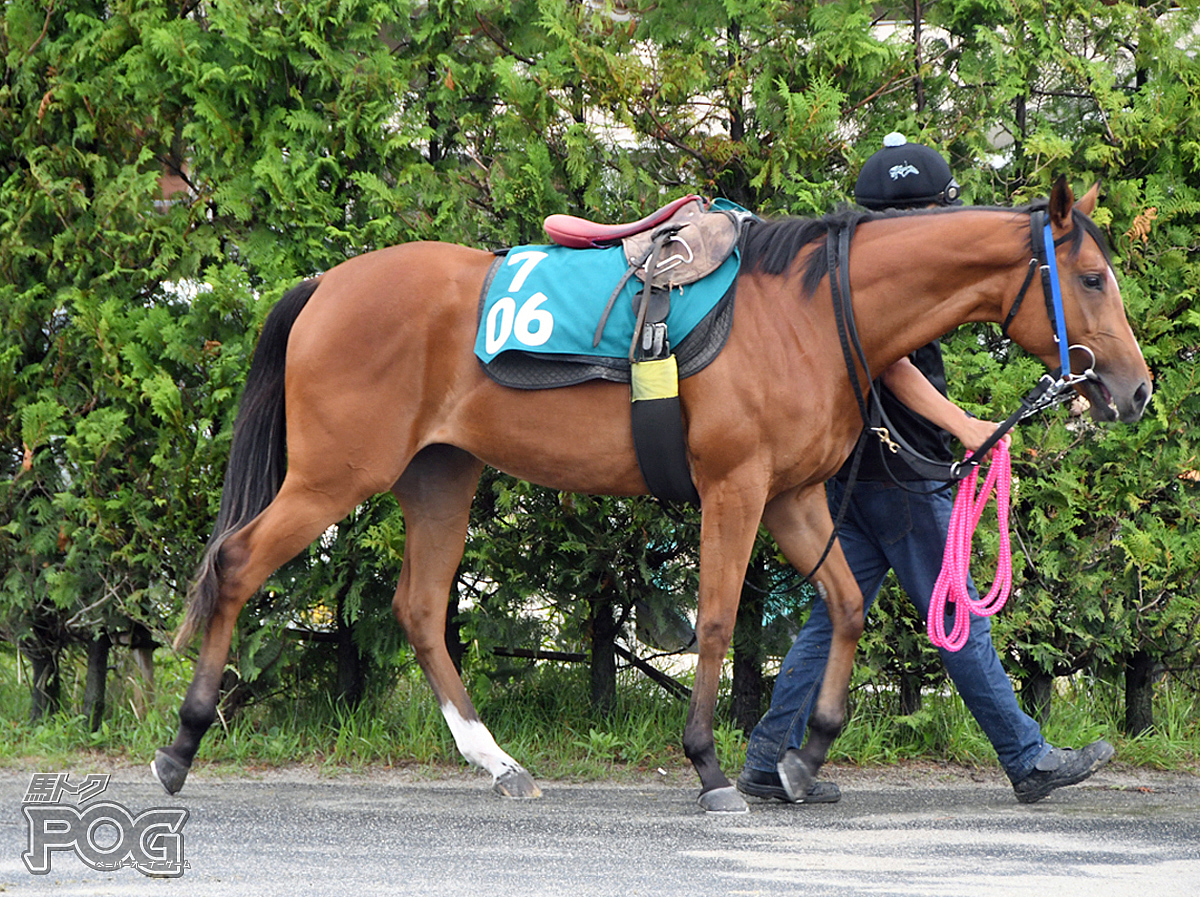 ジョウショーダイヤの馬体写真