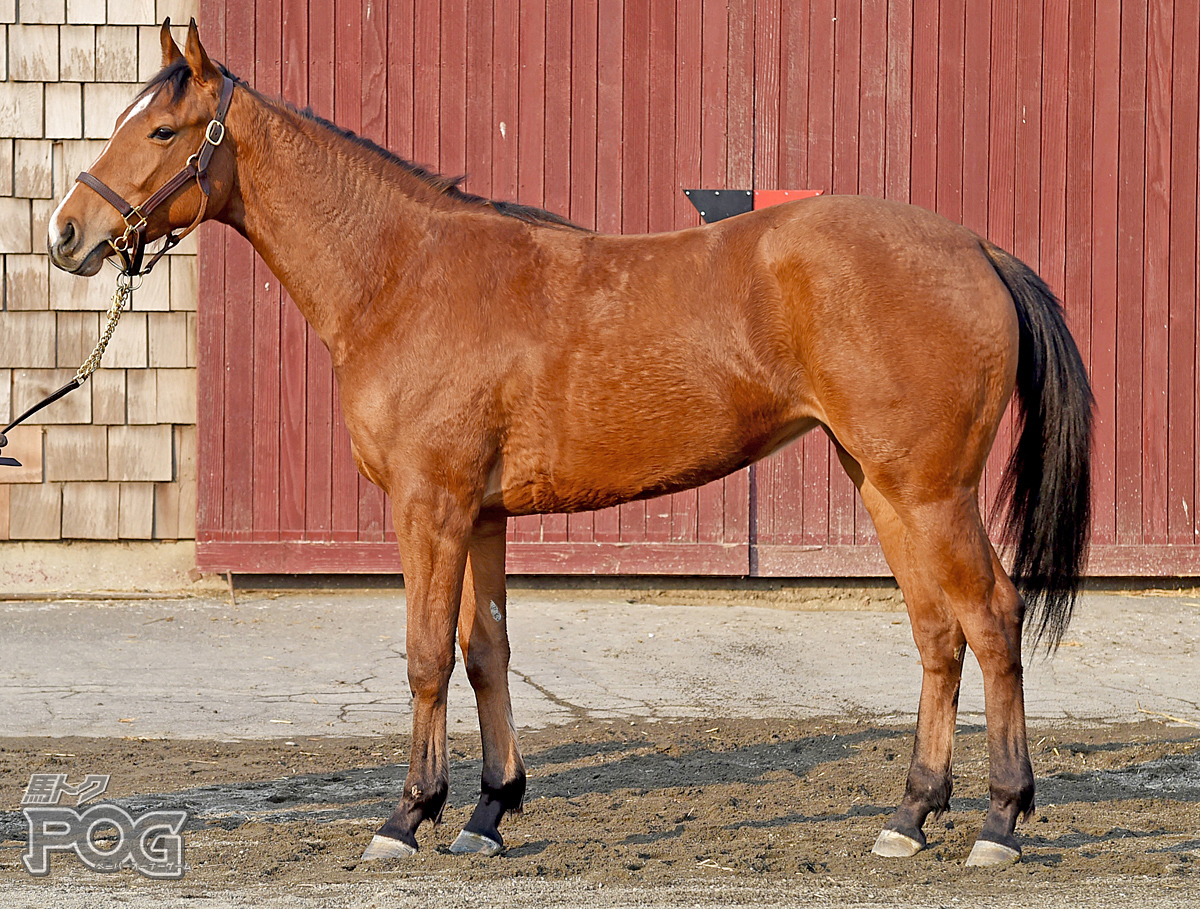 コスモダリアの馬体写真