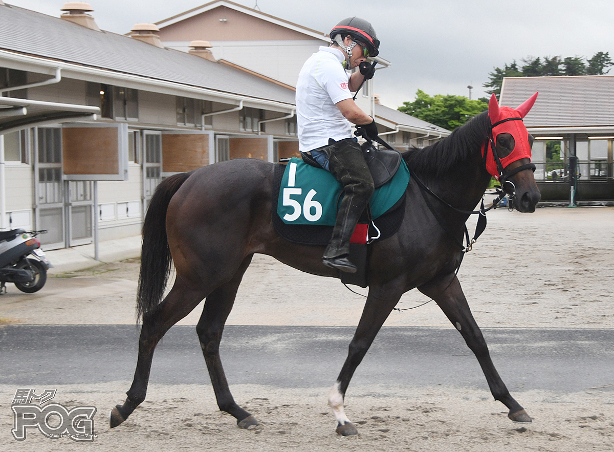 シゲルビーツの馬体写真