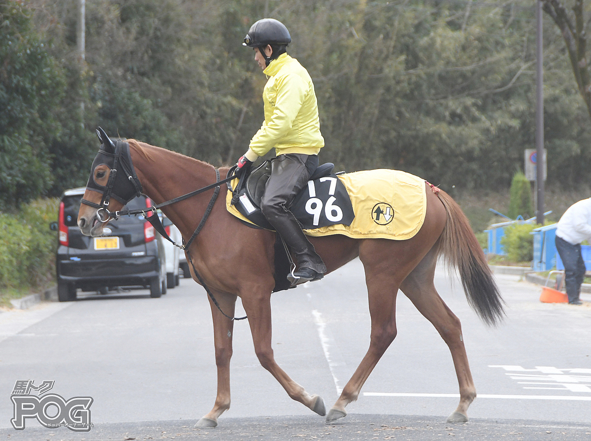 タガノエルフリーデの馬体写真