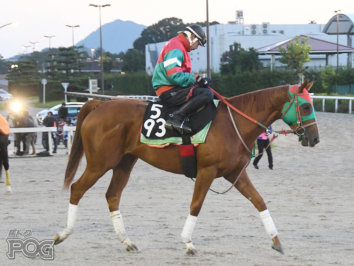 タガノブディーノの馬体写真