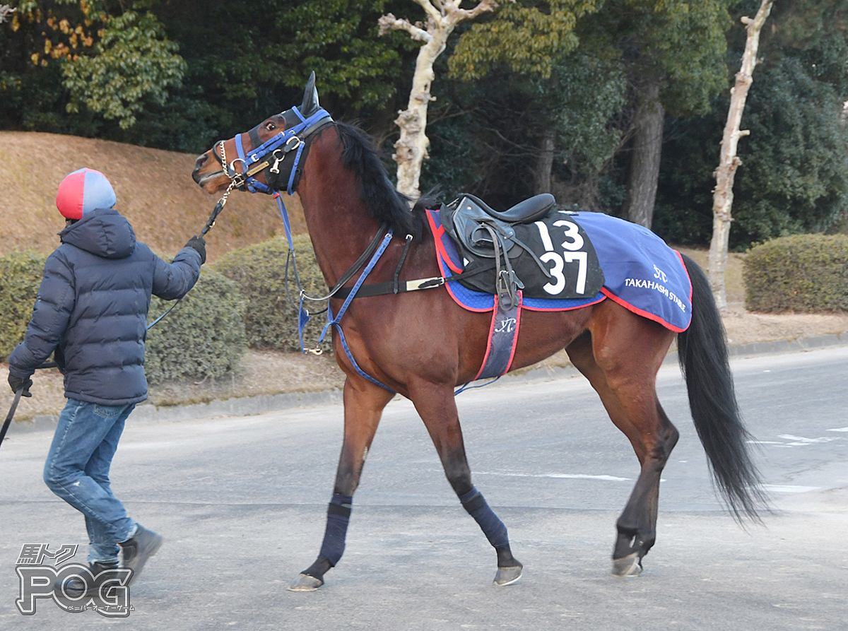 カーティバルの馬体写真