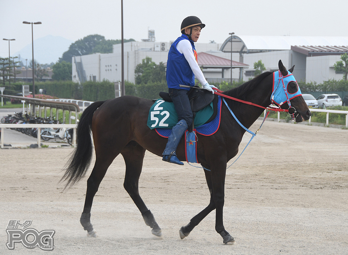 マイネルブランデーの馬体写真