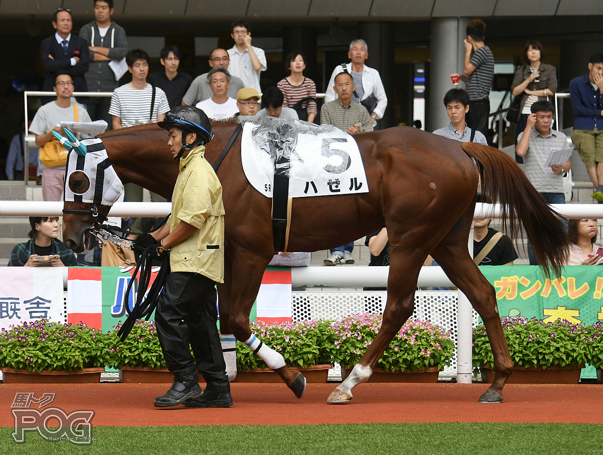 ハゼルの馬体写真