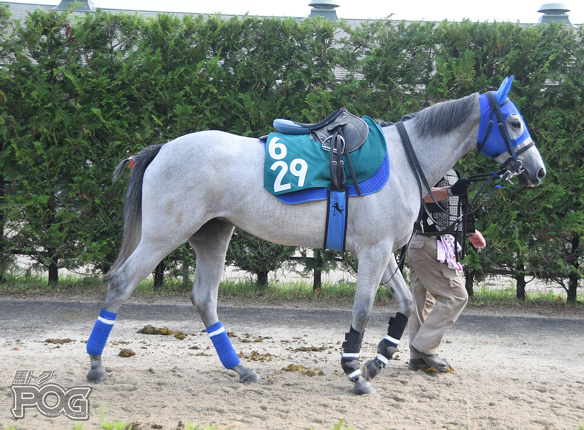 カネコメハナコヨの馬体写真