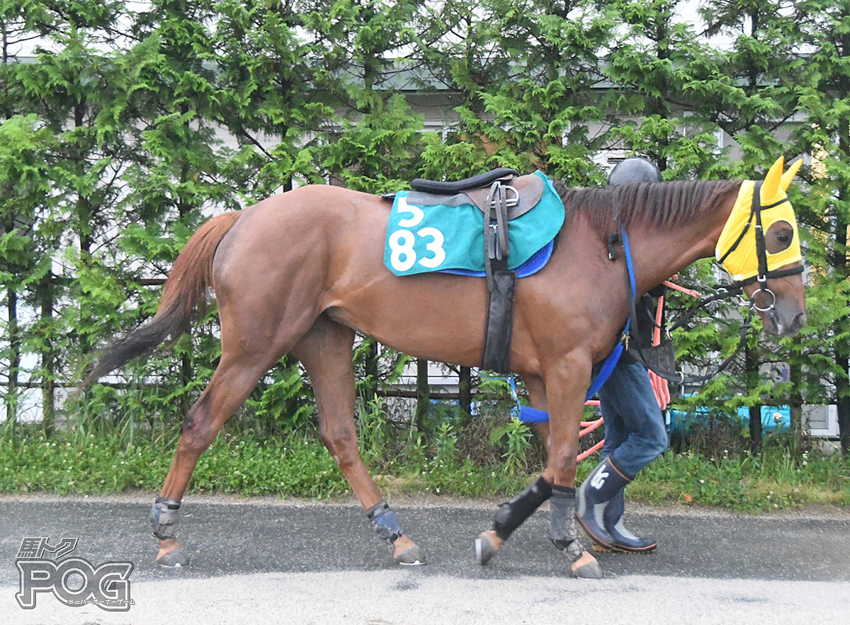 ナンゴクユメネットの馬体写真