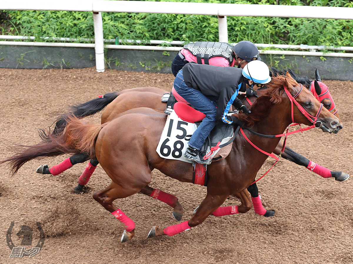 ドンフォルティスの馬体写真