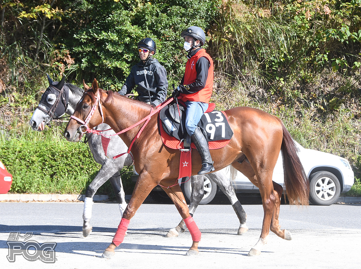 ティーエスプレッソの馬体写真