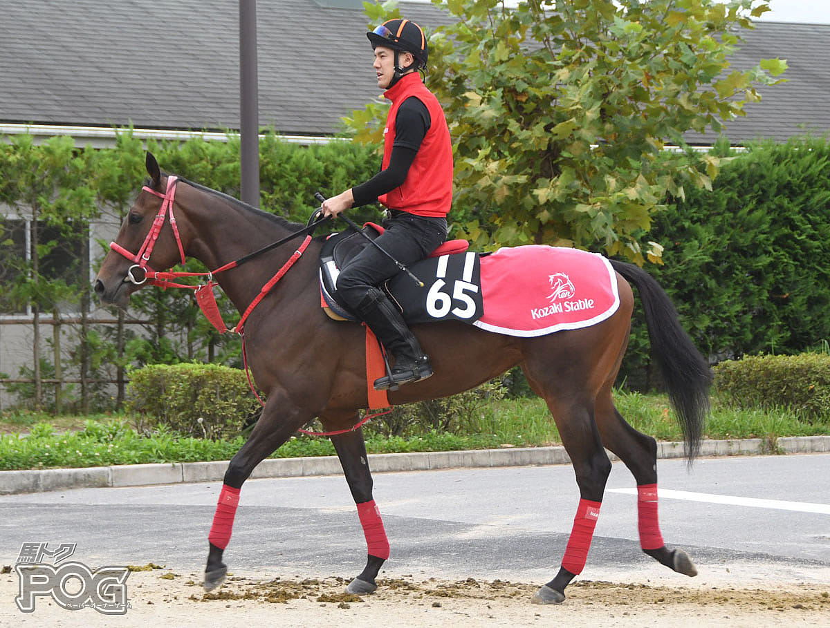 レナータの馬体写真