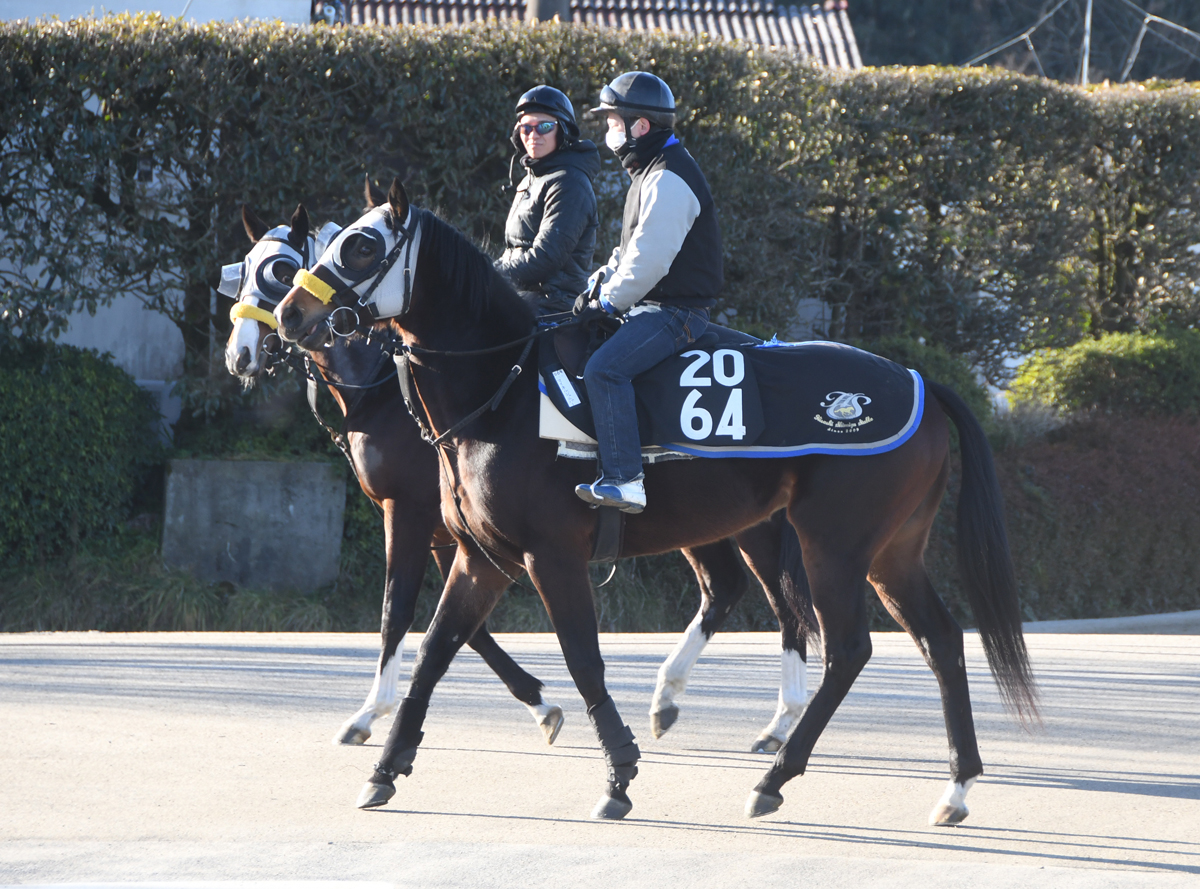 マイネルジュニパーの馬体写真