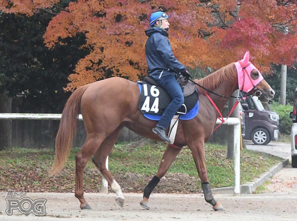 マンテンファーストの馬体写真