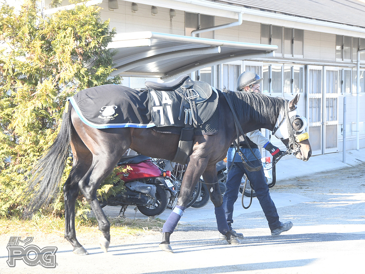 マイティバローズの馬体写真