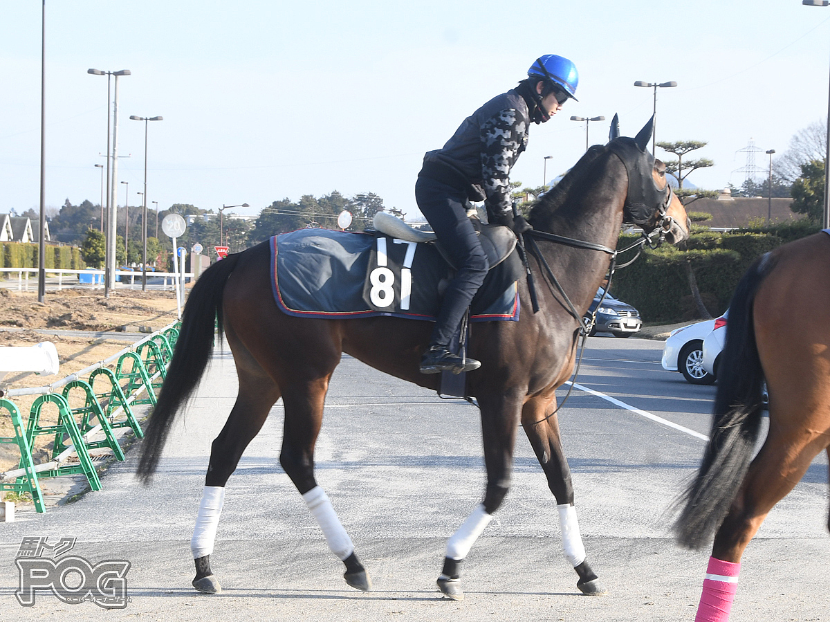 カーサデルシエロの馬体写真