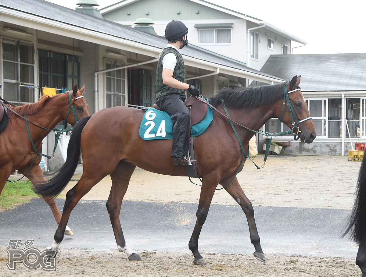 ジョインフォースの馬体写真