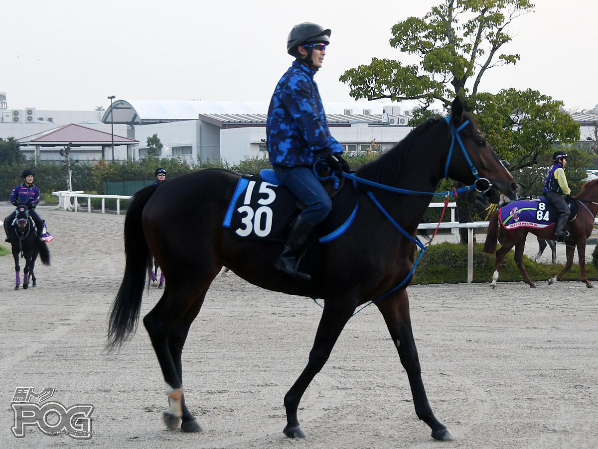 セイリスペクトの馬体写真