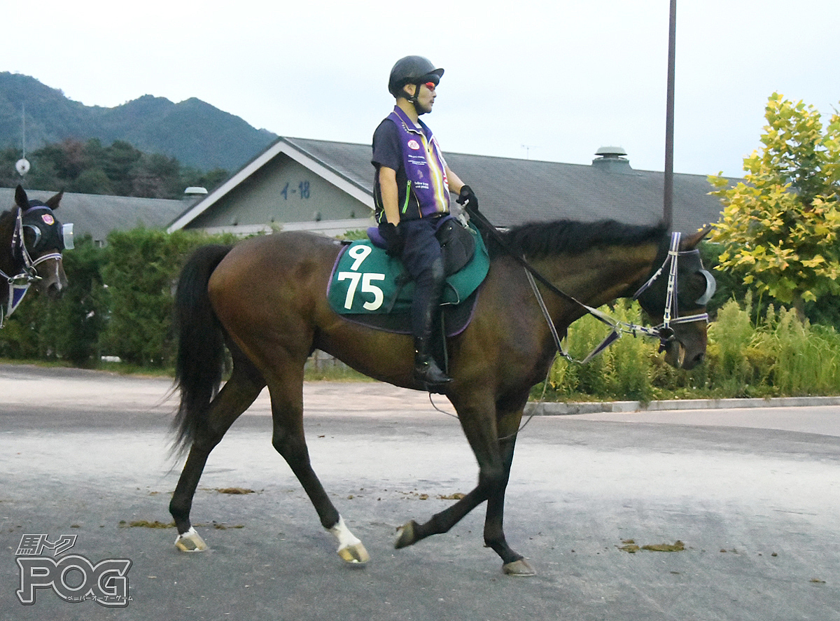 ショウナンバローロの馬体写真