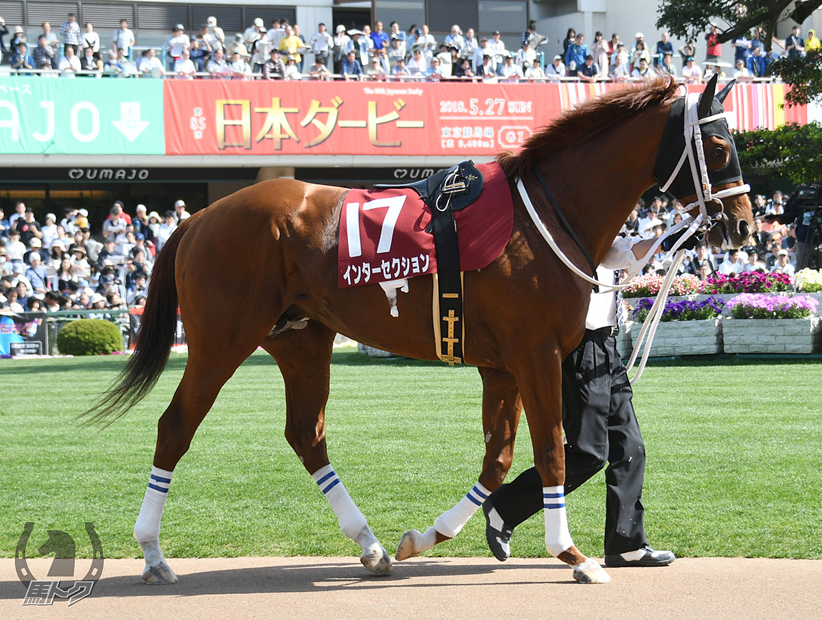 インターセクションの馬体写真