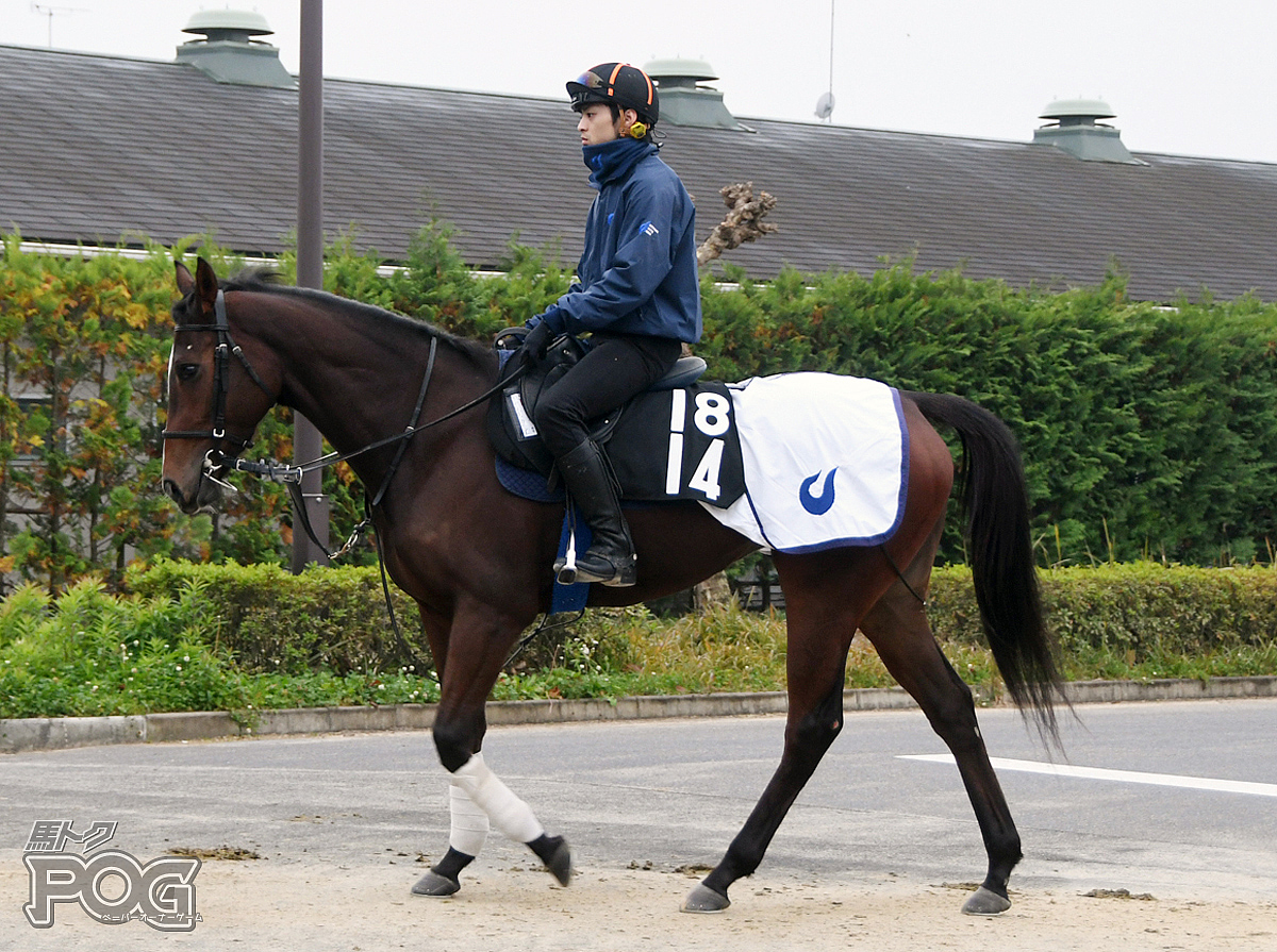 プリディカメントの馬体写真