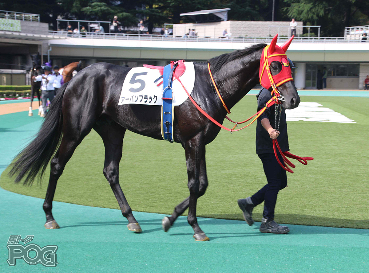 アーバンブラックの馬体写真