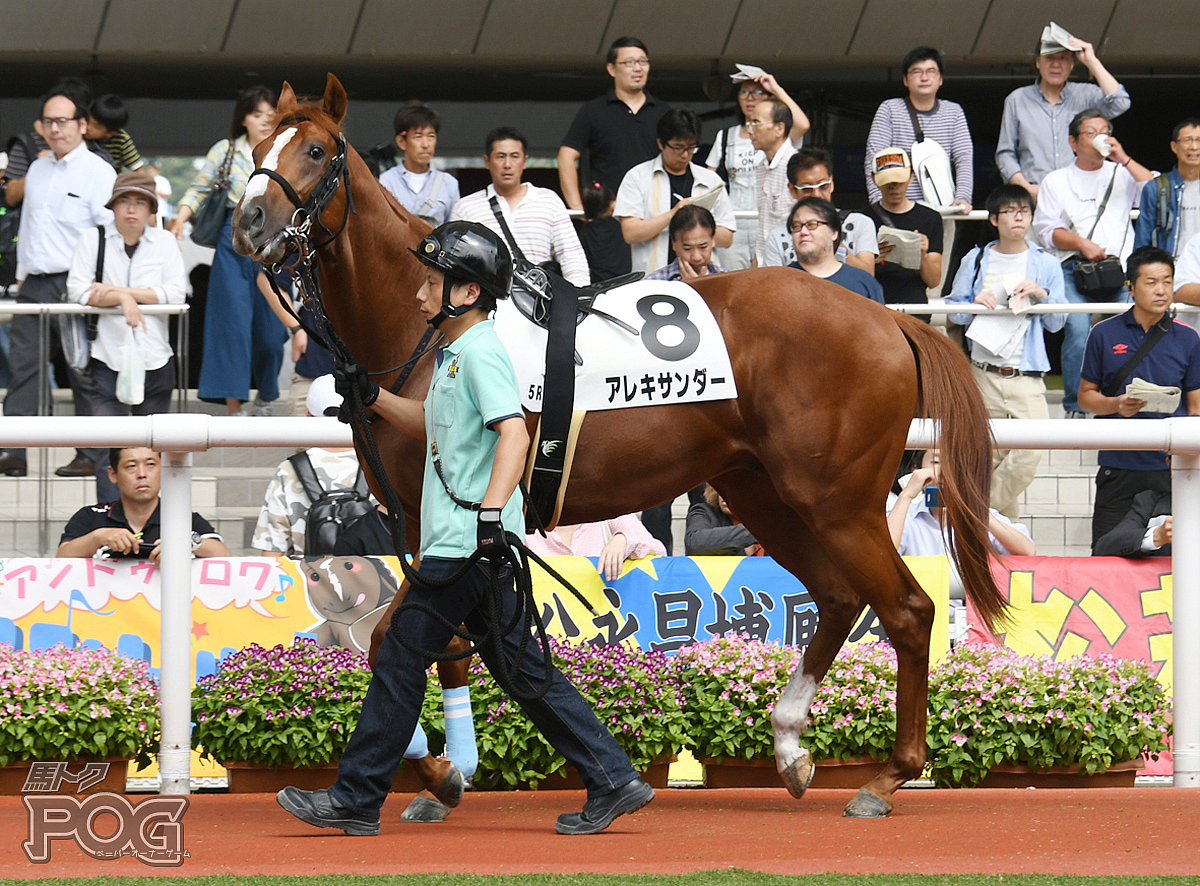 アレキサンダーの馬体写真