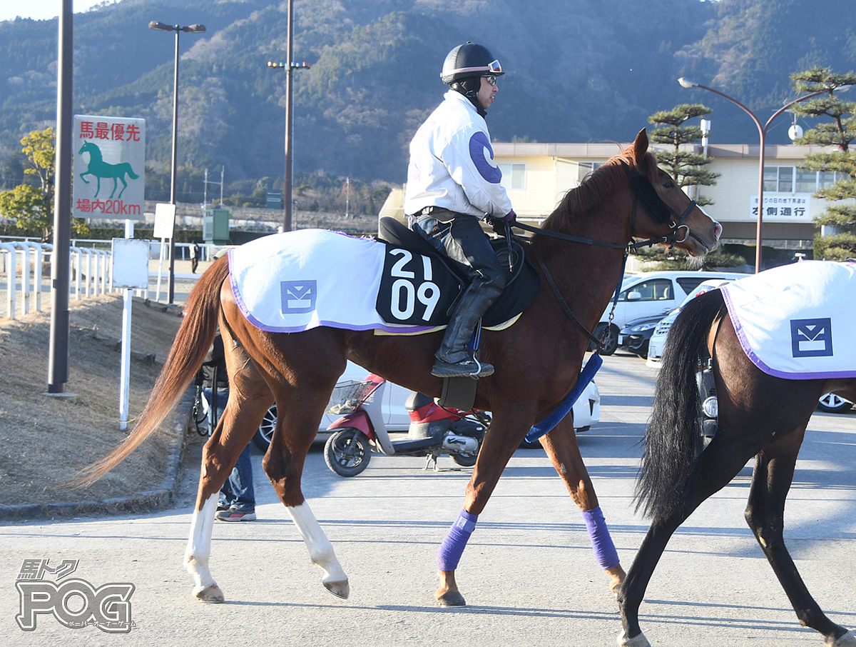 マンノジャパンの馬体写真