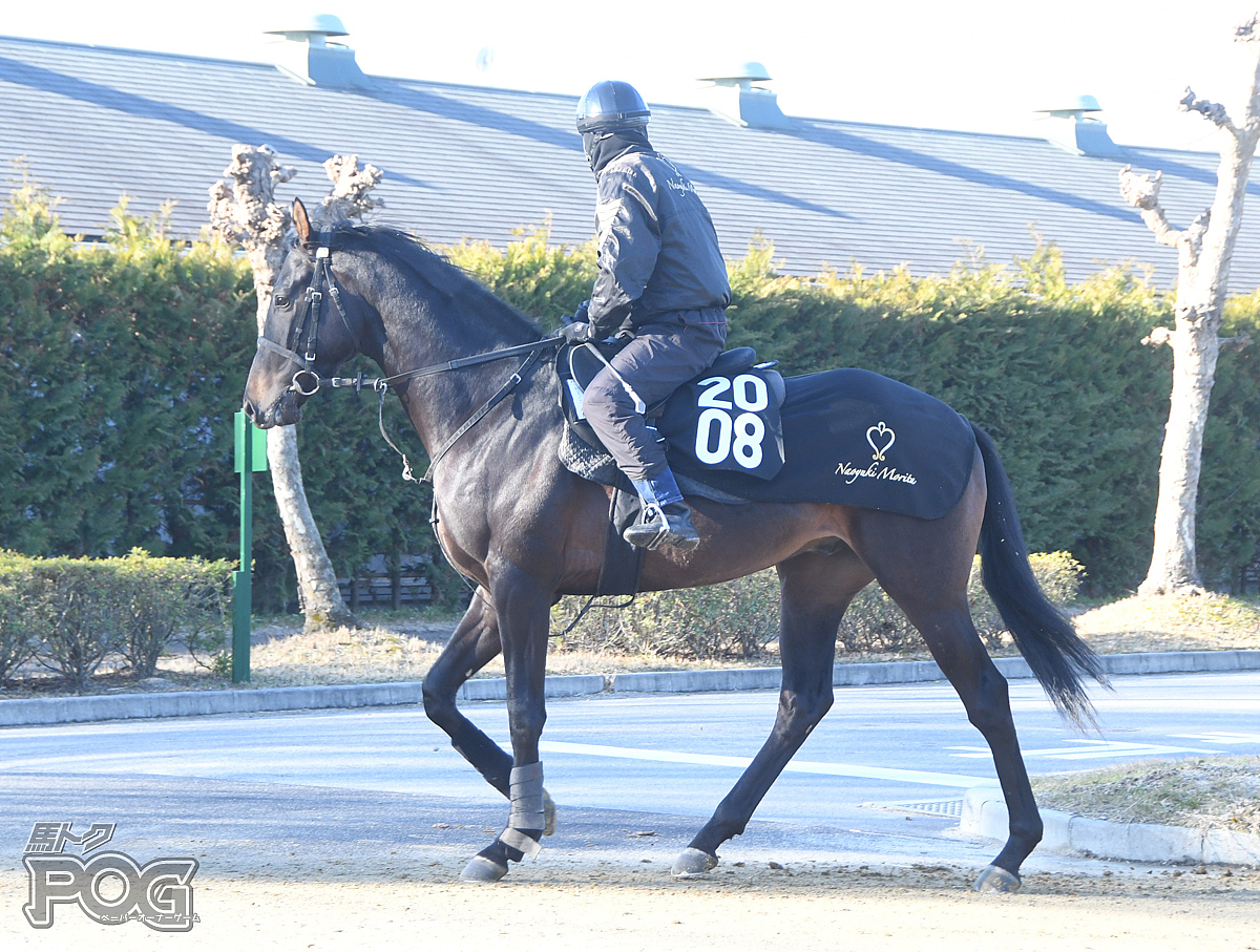 ヒミノゴールドの馬体写真