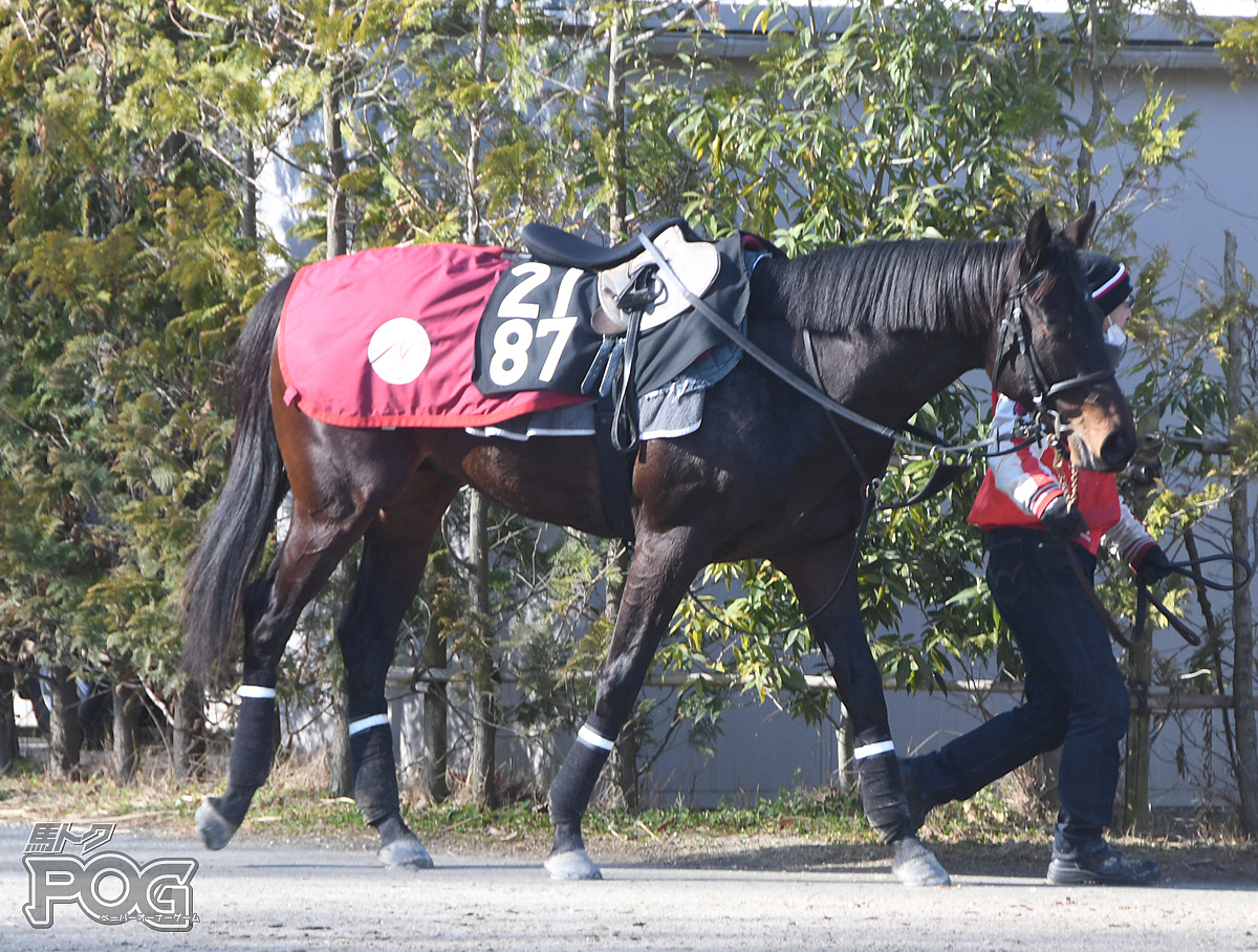 レッドランサーの馬体写真