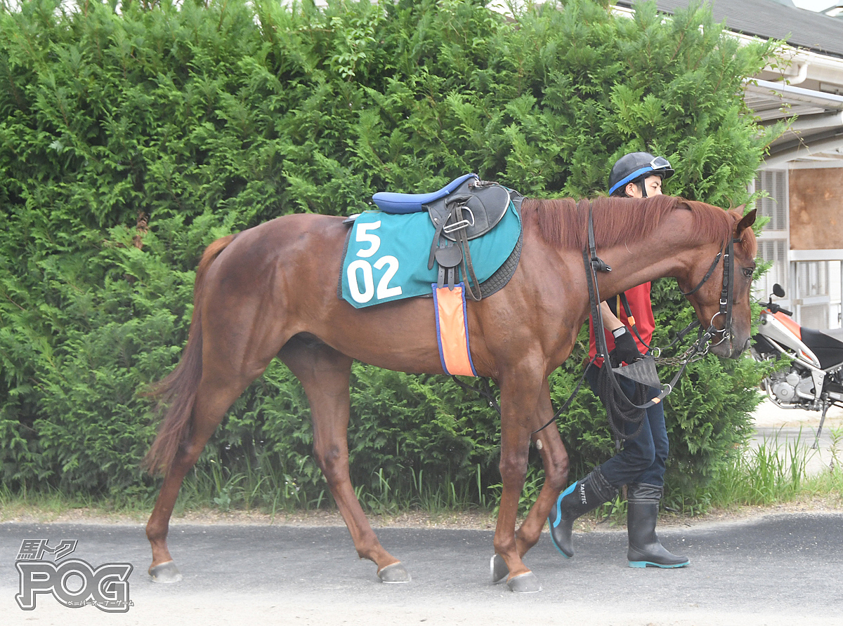 マイネルサブリエの馬体写真