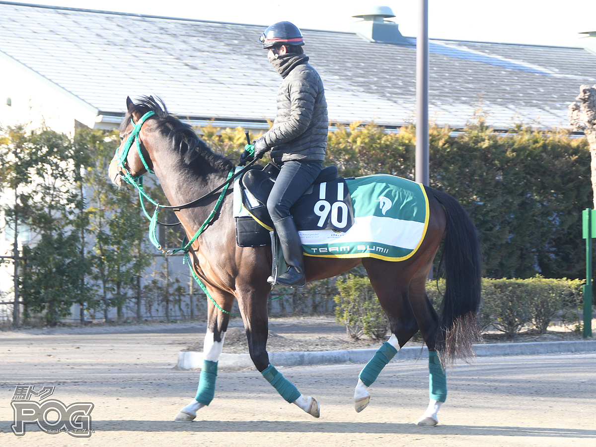 ロードマドリードの馬体写真