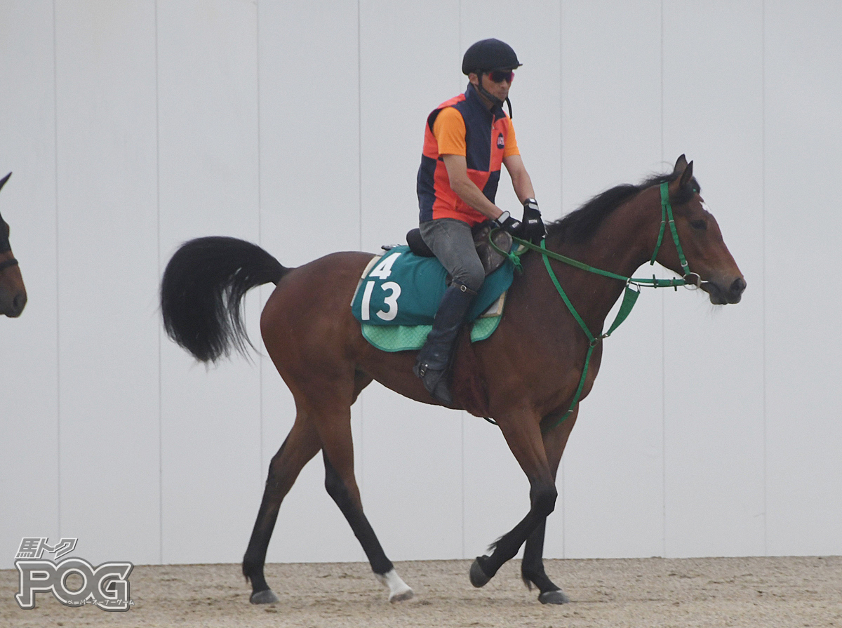 ウインタイムリープの馬体写真