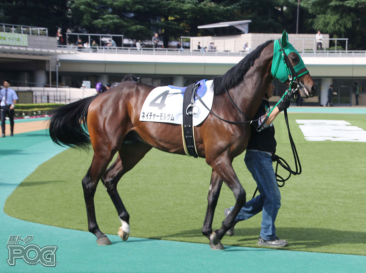 ネイチャーモルサムの馬体写真