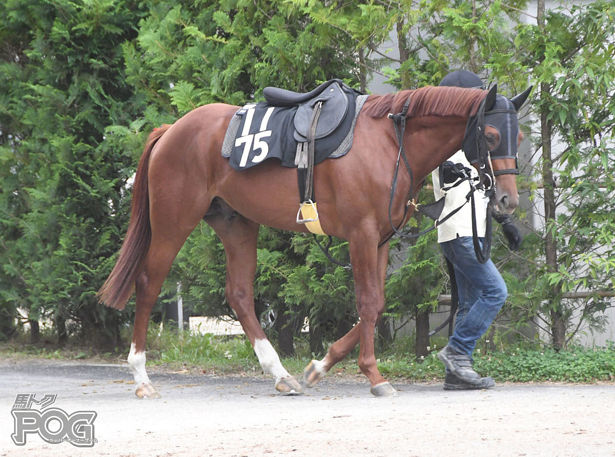 ロワデベットの馬体写真