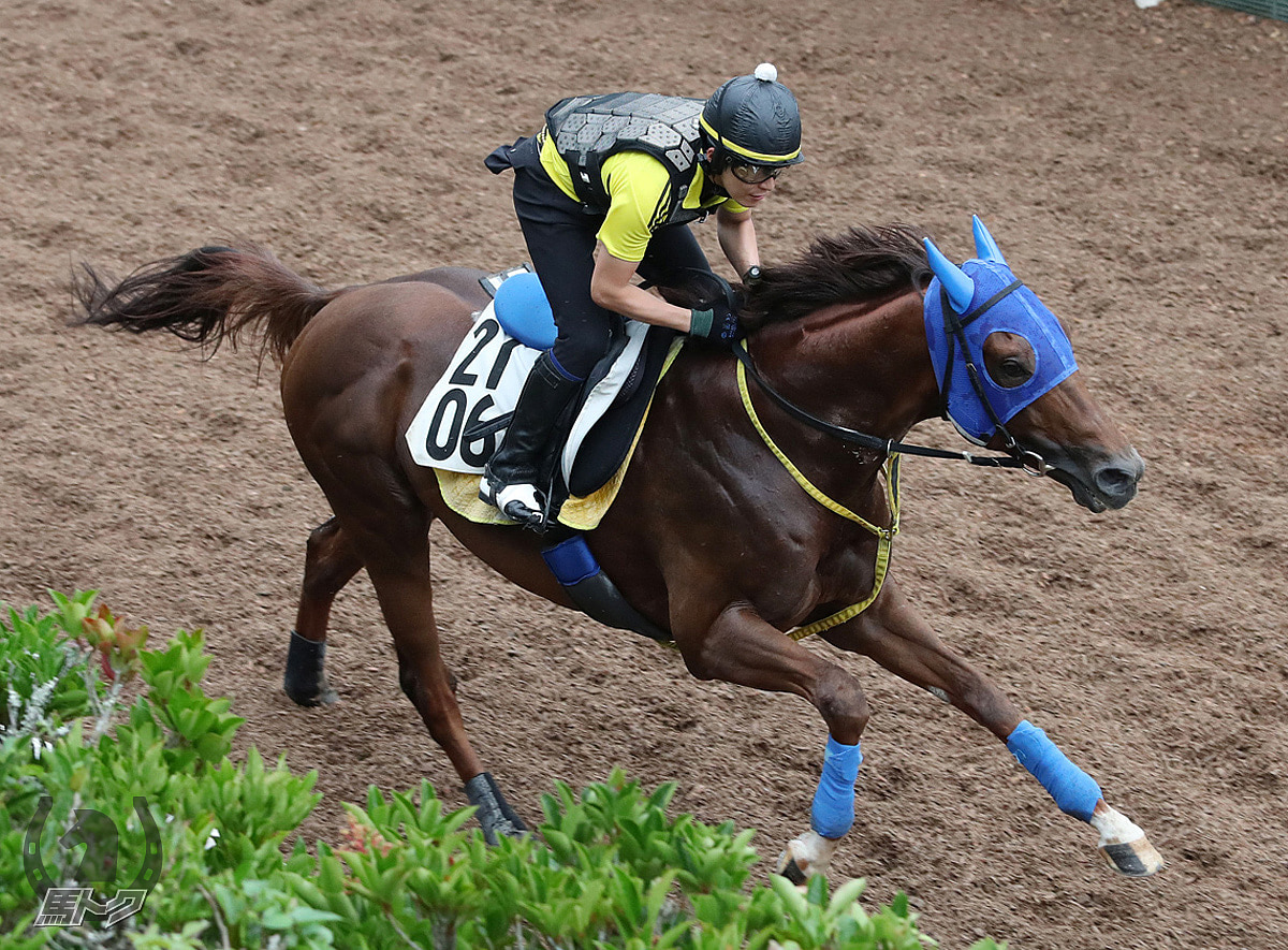 メイショウワザシの馬体写真