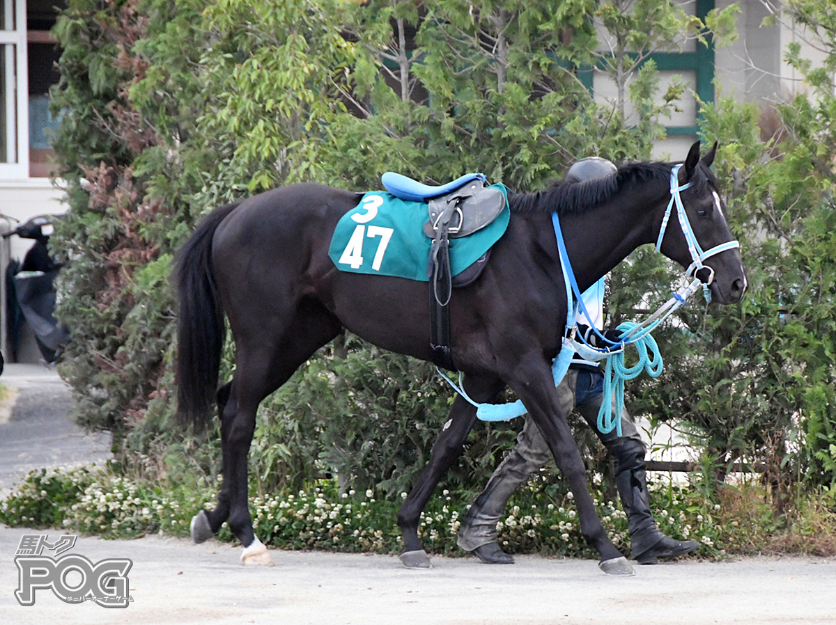 エムケイフローラルの馬体写真