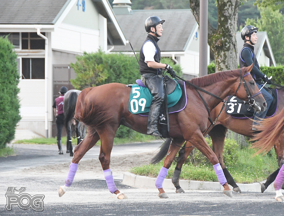 ライナスの馬体写真