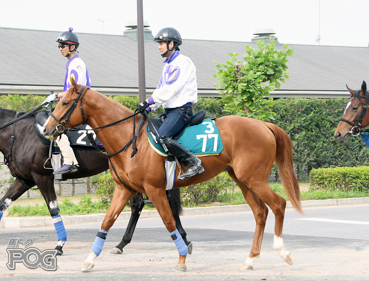 ナリタブルーの馬体写真