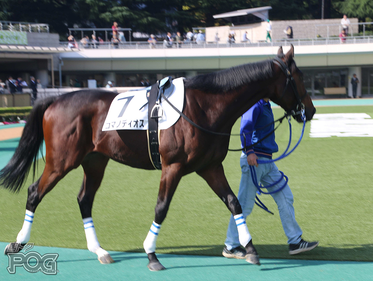 コマノディオスの馬体写真