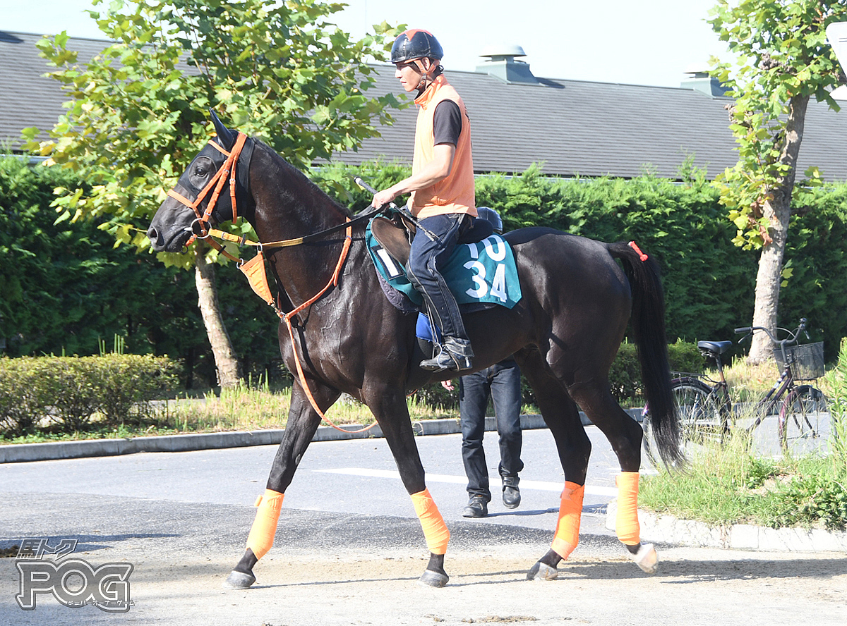 サワヤカタイドの馬体写真